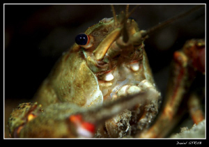 Noble Crayfish - Duzillet, yesterdays dive with buddy Sve... by Daniel Strub 